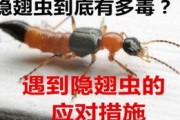 毒虫 在线观看,在线观看惊悚揭秘之旅